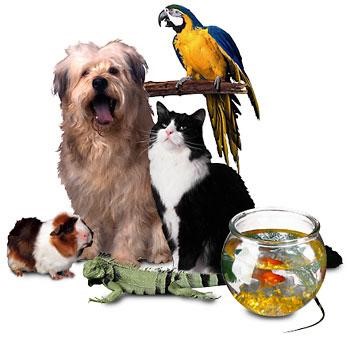 animal blessing